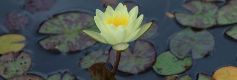 Yoga Meditation: Like a lotus flower, be "in" the world but not "of" the world.